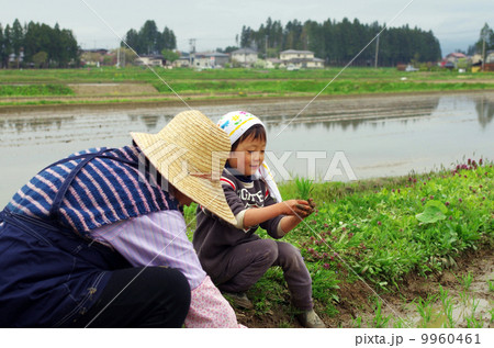 祖母と子供の田植え風景 9960461