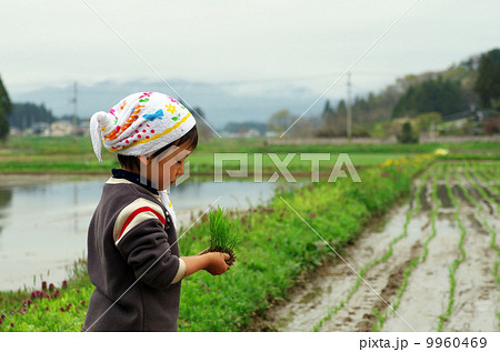 子供の田植え風景 子供の田植え風景 9960469
