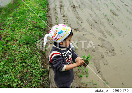 子供の田植え風景 9960479