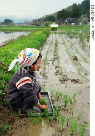 子供の田植え風景 9960481