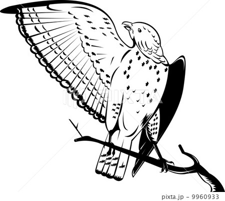 broad winged hawk perched on branch broad winged hawk perched on branch 9960933