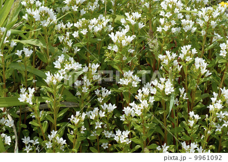 ハマボッス 9961092