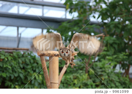 ワシミミズクの襲来 ワシミミズクの襲来 9961099