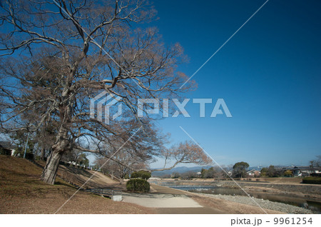 冬の鴨川公園 冬の鴨川公園 9961254