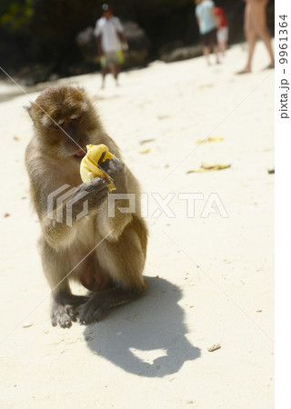 ピピ島　　モンキービーチ 9961364