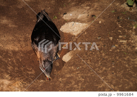 天売島・ウトウ 天売島・ウトウ 9961684