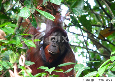 野生のボルネオオランウータン 野生のボルネオオランウータン 9961853