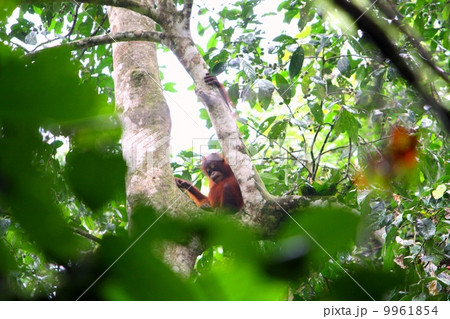 野生のボルネオオランウータン 9961854