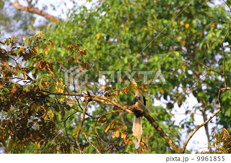 White-crowned Hornbill (シロクロサイチョウ) White-crowned Hornbill (シロクロサイチョウ) 9961855