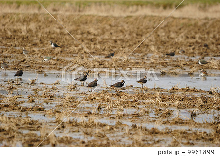 タゲリの群れ 9961899
