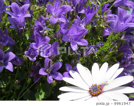 紫の花カンパニュラ(花言葉は感謝、誠実) 紫の花カンパニュラ(花言葉は感謝、誠実) 9961947