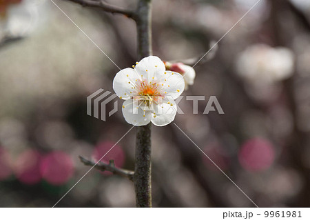夜宮公園の梅 夜宮公園の梅 9961981