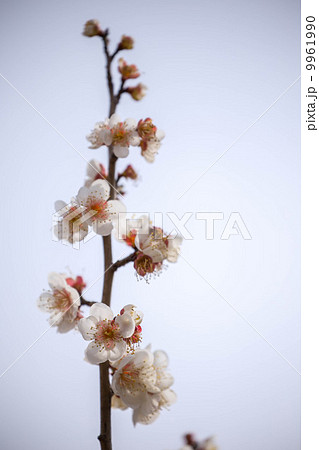 夜宮公園の梅 9961990