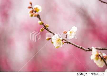夜宮公園の梅 夜宮公園の梅 9961993