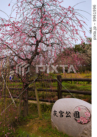 夜宮公園の梅 夜宮公園の梅 9961996