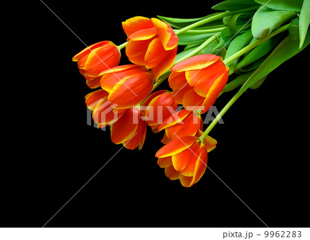 orange tulips on a black background orange tulips on a black background 9962283