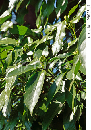 樹木・アオキ　ミズキ科 9962311