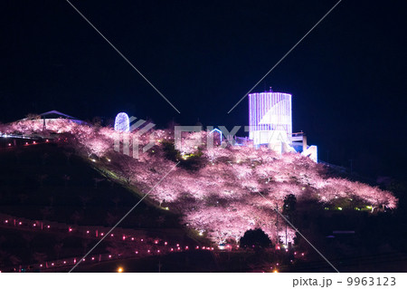 松田山ハーブガーデンの夜桜 9963123