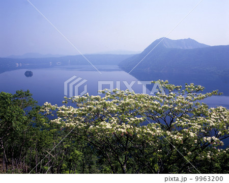 花咲く摩周湖 花咲く摩周湖 9963200