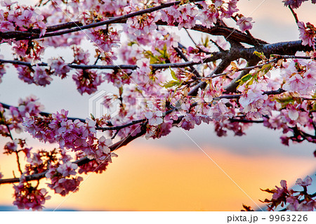 桜を照らす夕日 桜を照らす夕日 9963226