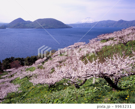 洞爺湖壮瞥公園の梅園の写真素材