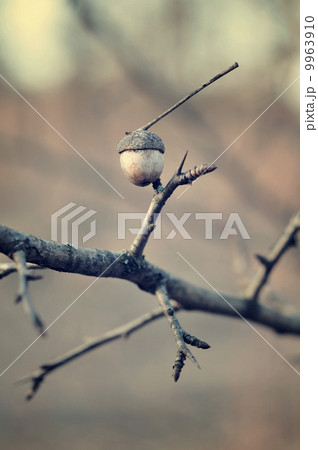 Twigs with acorn 9963910