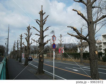 街路樹は冬季剪定の真っただ中 9963972