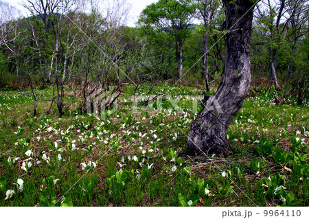 尾瀬国立公園 尾瀬ヶ原 尾瀬国立公園 尾瀬ヶ原 9964110
