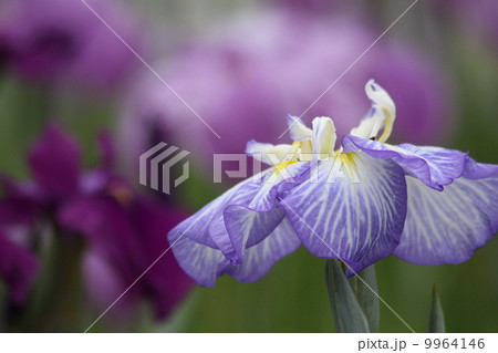 うつくしく 9964146