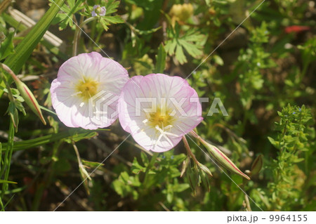 モモイロヒルザキツキミソウ モモイロヒルザキツキミソウ 9964155