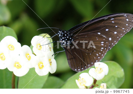 ツマムラサキマダラ蝶 9967745