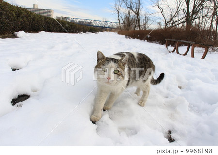 雪の野良猫 9968198