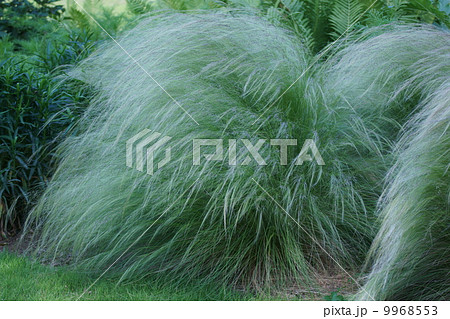 糸のように細い葉のグラス 9968553