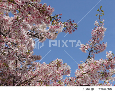 大島桜 9968760
