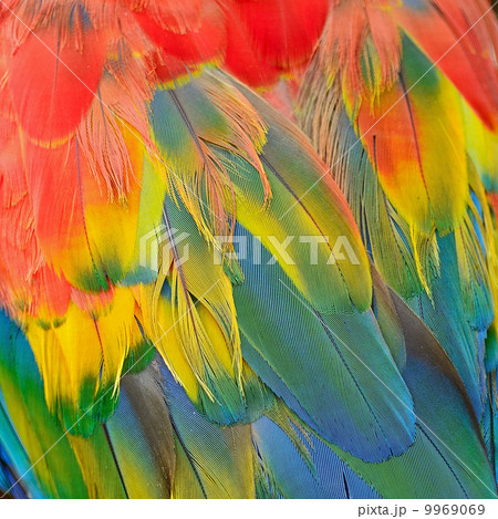 Scarlet Macaw feathers 9969069