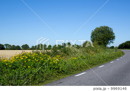 Road side blossom Road side blossom 9969146