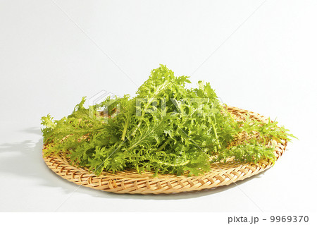 わさび菜 9969370