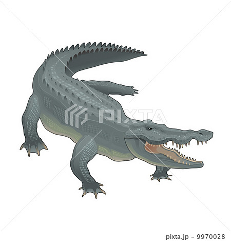 Crocodile 9970028