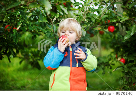Little toddler boy of two years eating red apples in an orchard 9970146