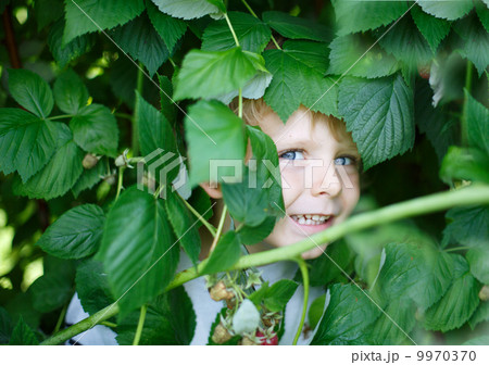 Happy little boy on organic self pick raspberry farm Happy little boy on organic self pick raspberry farm 9970370