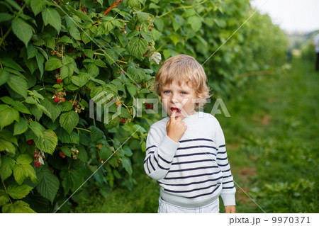 Little boy with fresh raspberries on organic self pick farm Little boy with fresh raspberries on organic self pick farm 9970371
