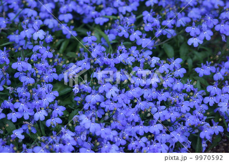 ロベリア　瑠璃蝶々(るりちょうちょ)と呼ばれています。 9970592