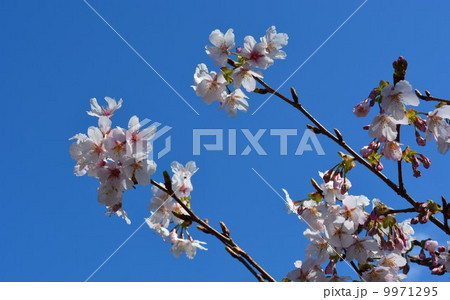 青空と桜 9971295