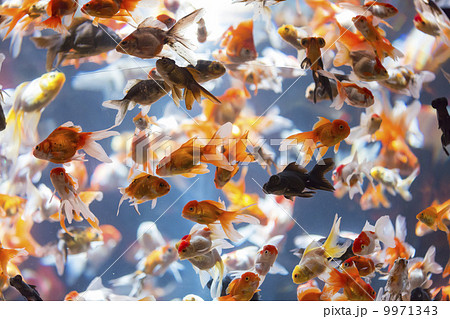 金魚の群れの写真素材