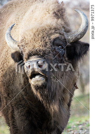 Portrait of a wild European bison Portrait of a wild European bison 9971375