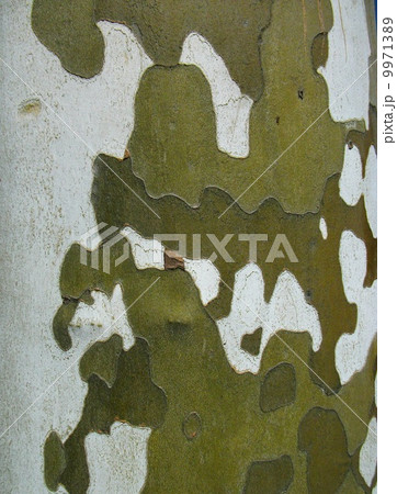 プラタナスの樹皮は芸術的 プラタナスの樹皮は芸術的 9971389