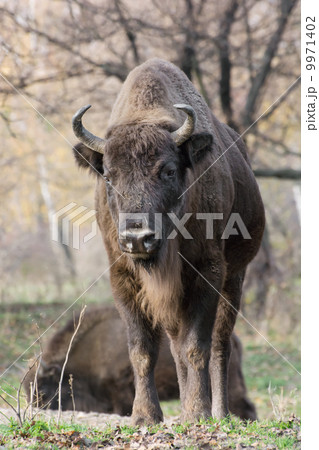 Male European bison (Bison bonasus) 9971402