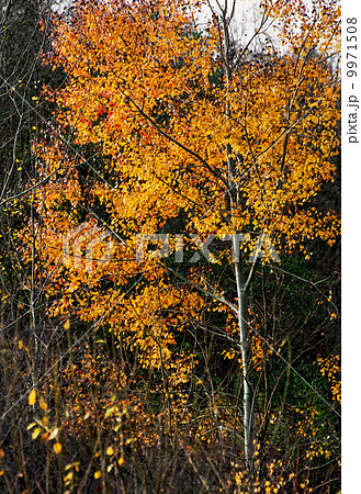 Golden autumn branches Golden autumn branches 9971508
