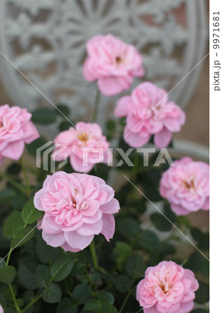 ベビーピンクのバラ 9971681