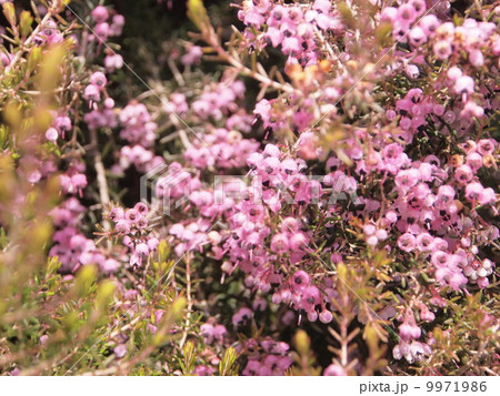 ジャノメエリカ ピンクの細かい花 の写真素材